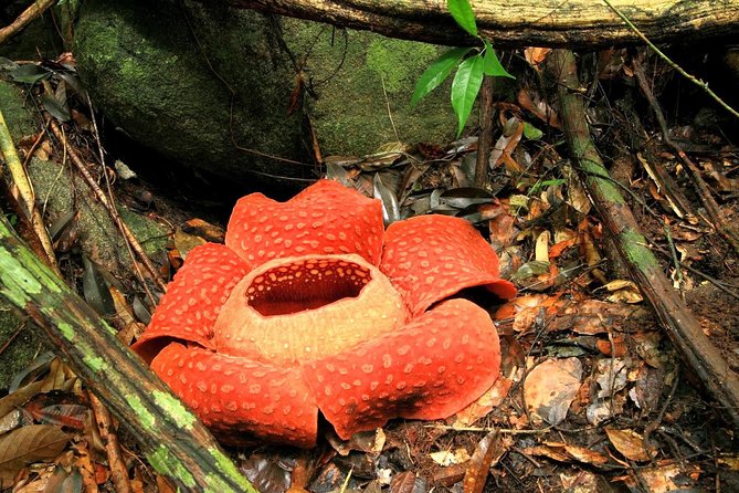 2-Day Khao Sok Jungle Safari from Krabi - A 90-minute canoe ride on the Sok River