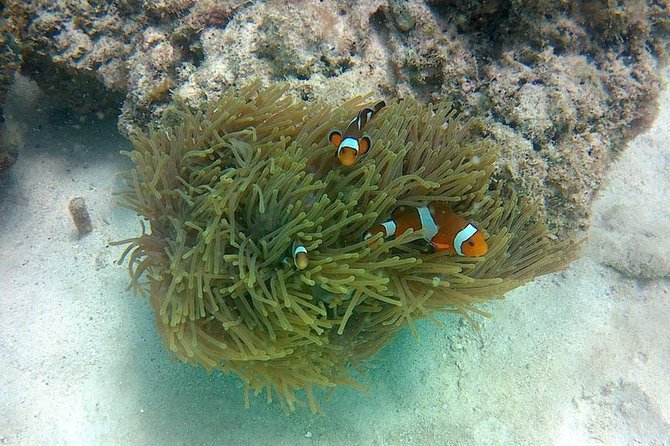 Amazing Krabi 7 Islands One Day Snorkeling Tour By Big Longtail Boat - Chicken Island’s coral and fish