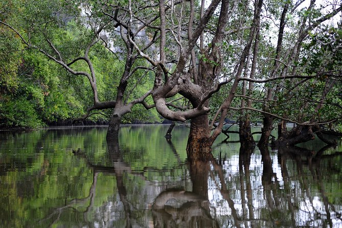 Deep Mangrove and Canyon Kayak Tour in Krabi - The guide makes or breaks the morning