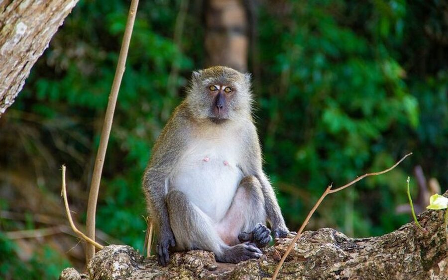 From Ao Nang: Phi Phi Islands Day Tour by Boat with Lunch - Why this Phi Phi day trip works