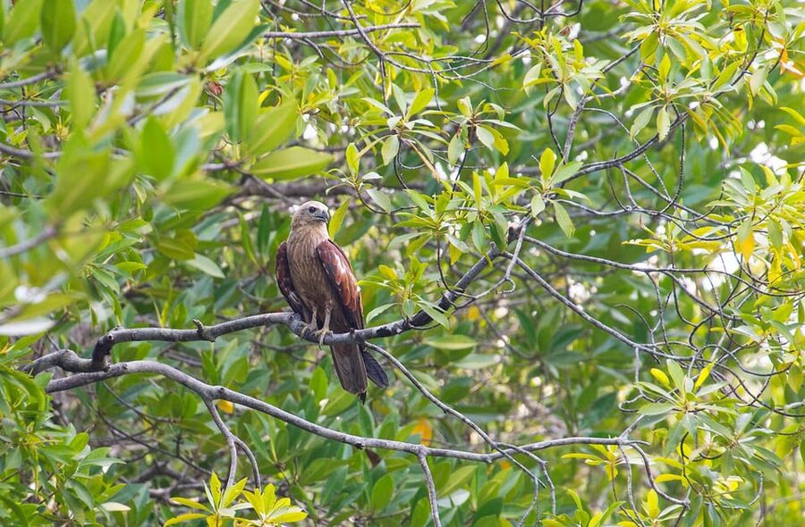 From Ko Lanta: Mangrove Eco-Excursion by Longtail Boat - Practical booking advice