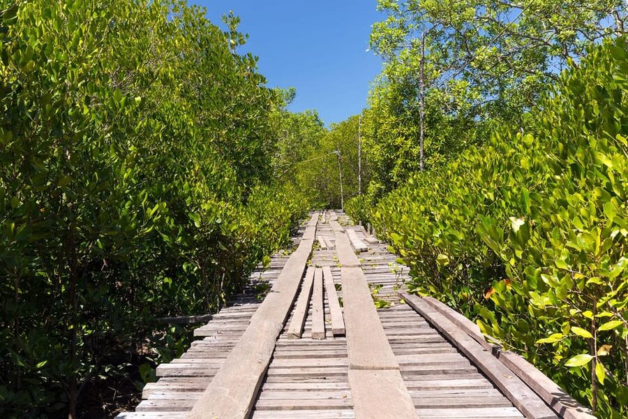 From Ko Lanta: Mangrove Eco-Excursion by Longtail Boat - The local fish farm and conservation message