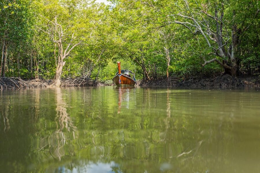 From Ko Lanta: Mangrove Eco-Excursion by Longtail Boat - What four hours really gives you