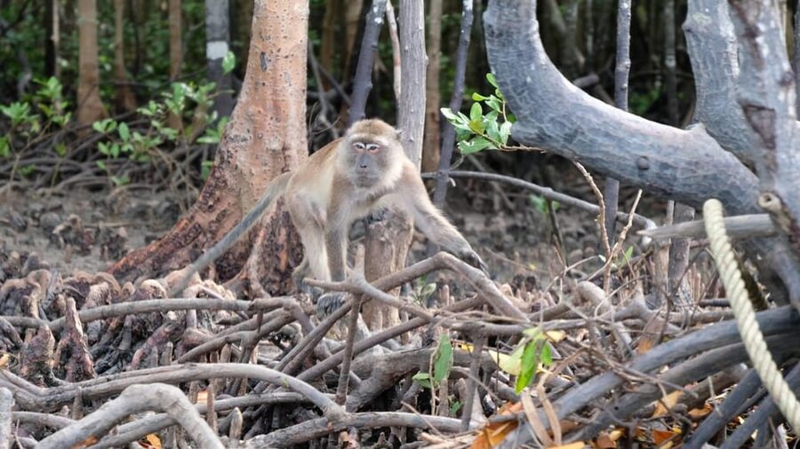 From Ko Lanta: Mangrove Eco-Excursion by Longtail Boat - Who will enjoy this most