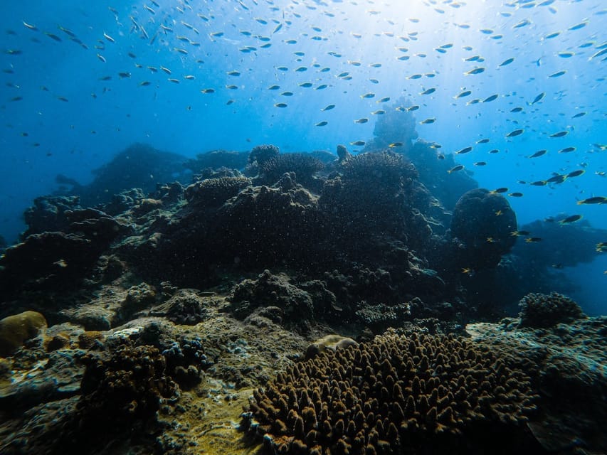 From Krabi: Phi Phi Islands Speedboat Day Tour - Pileh Lagoon and Phi Phi Leh snorkeling