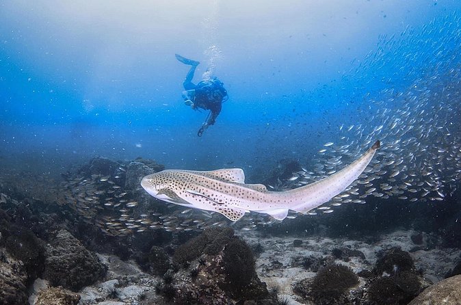 From Phi Phi Don | Half Day Discover Scuba Diving 2 Dives - Maya Bay adds famous scenery, with a practical caveat