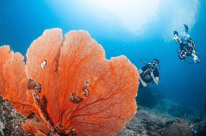 From Phi Phi Don | Half Day Discover Scuba Diving 2 Dives - What the $128 price includes