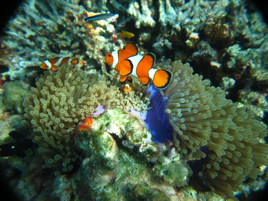 From Phi Phi: Full Day Snorkeling Trip by Longtail Boat - What the $40 price really buys you