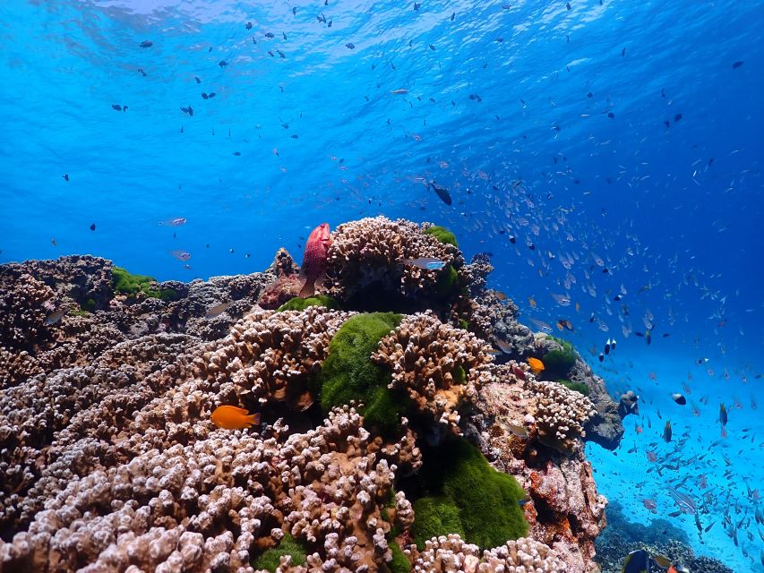 From Phi Phi: Full Day Snorkeling Trip by Longtail Boat - Lunch is practical rather than generous