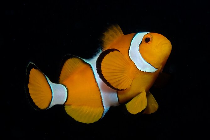 From Phi Phi: Half Day Discover Scuba (2 Dives) - Phi Phi Leh, Viking Cave, and Maya Bay
