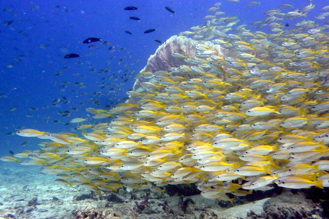 From Phi Phi: Half Day Discover Scuba (2 Dives) - Lunch, fruit, and the pause between sessions