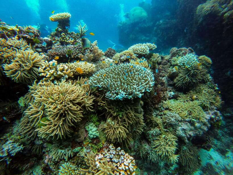 From Phi Phi: Half-Day Longtail Boat Tour to Maya Bay - Viking Cave and its limestone drawings