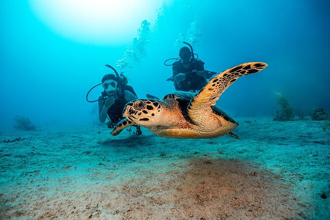 From Phi Phi: Half Day Trip for Certified Divers (2 Dives) - What this Phi Phi scuba trip actually delivers
