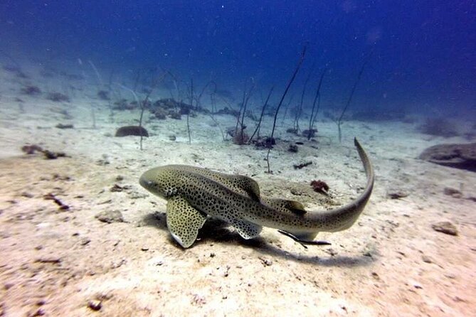 From Phi Phi: Half Day Trip for Certified Divers (2 Dives) - What you may see around Phi Phi’s reefs