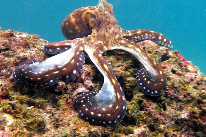 From Phi Phi: Half Day Trip for Certified Divers (2 Dives) - Stop 1: Maya Bay and the Phi Phi Leh area