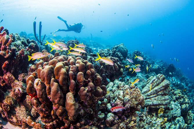 From Phi Phi: Half Day Trip for Certified Divers (2 Dives) - The second session and the flexible site plan