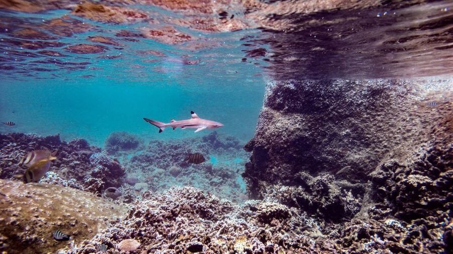 From Phi Phi: Sunrise Maya Bay, Pileh Lagoon Speedboat Tour - Snorkeling at Shark Point