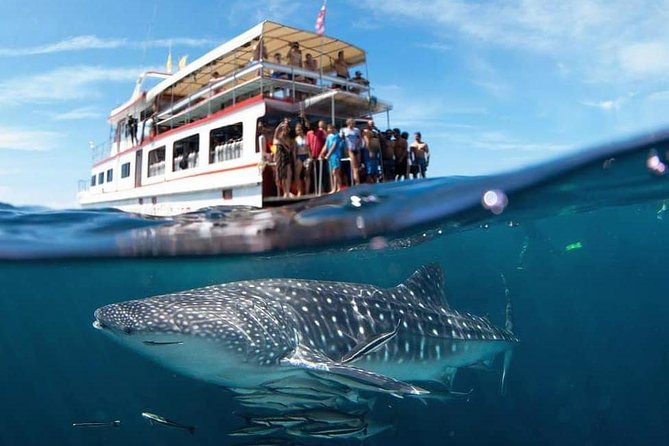 Fun Diving Safari Day Trip From Koh Lanta - Certified Divers - Key points to know before booking