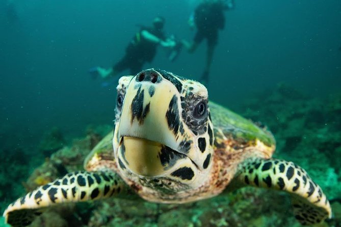 Fun Diving Safari Day Trip From Koh Lanta - Certified Divers - Bida Nok near Koh Phi Phi from May 16 to October 14