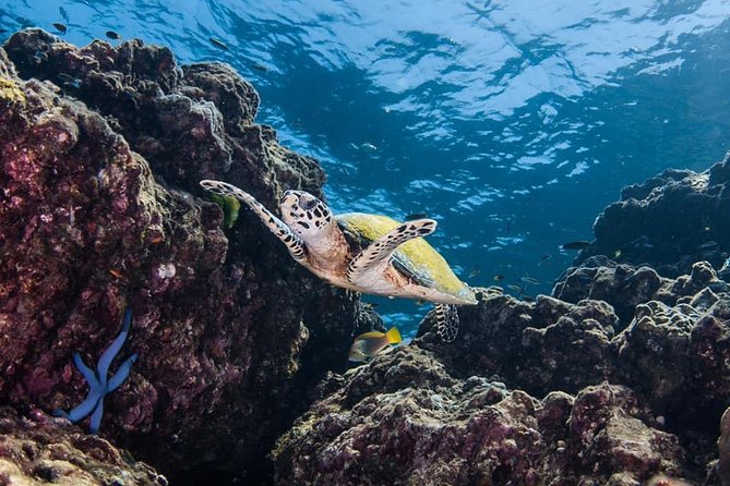Fun Diving Safari Day Trip From Koh Lanta - Certified Divers - What two underwater sessions really mean