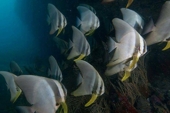 Fun Diving Safari Day Trip From Koh Lanta - Certified Divers - Snorkeling gives mixed groups a fair chance