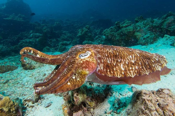 Fun Diving Safari Day Trip From Koh Lanta - Certified Divers - Koh Haa from October 15 to May 15