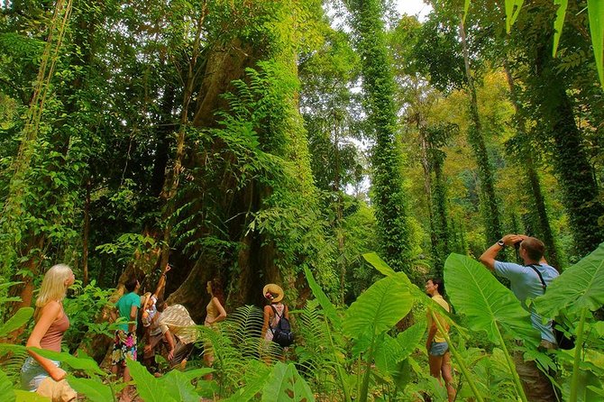 Half-Day Jungle Tour Including Crystal Pool and Krabi Hot Springs - Who should book this Krabi half-day tour?