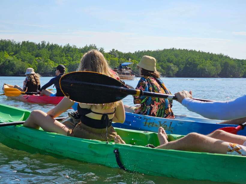 Half Day Mangrove Forest (Morning or Afternoon) - Key points at a glance