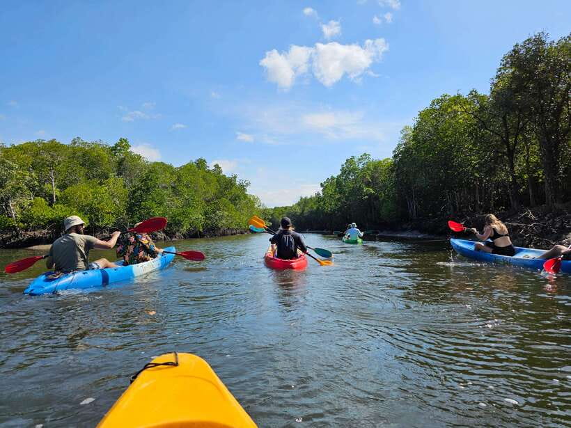Half Day Mangrove Forest (Morning or Afternoon) - Monkey’s Point needs a realistic expectation