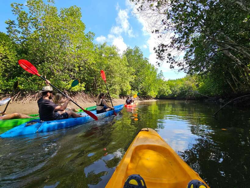 Half Day Mangrove Forest (Morning or Afternoon) - How much value do you get for $27?