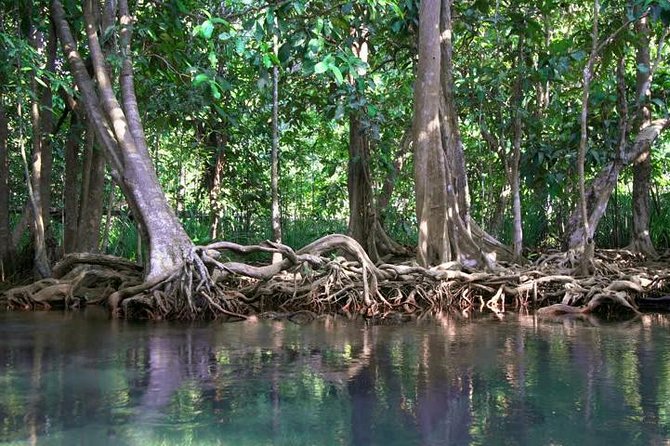 Kayaking in Ao Thalane - Discover the Mangrove life - A private start from Ao Nang at 10 a.m.