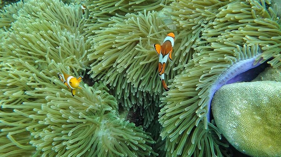 Ko Lanta: 4 Islands and Emerald Cave Day Tour by Speedboat - Koh Kradan gives you the day’s longest break
