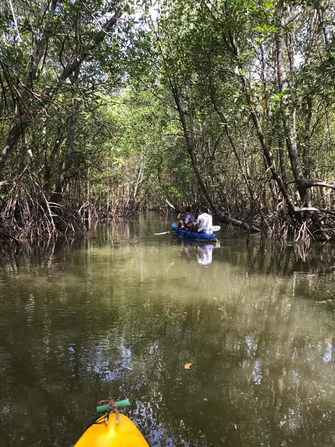 Ko Lanta: HALF DAY EXPLORE MANGROVE KAYAKING TOUR AND LUNCH - What to bring and how to prepare