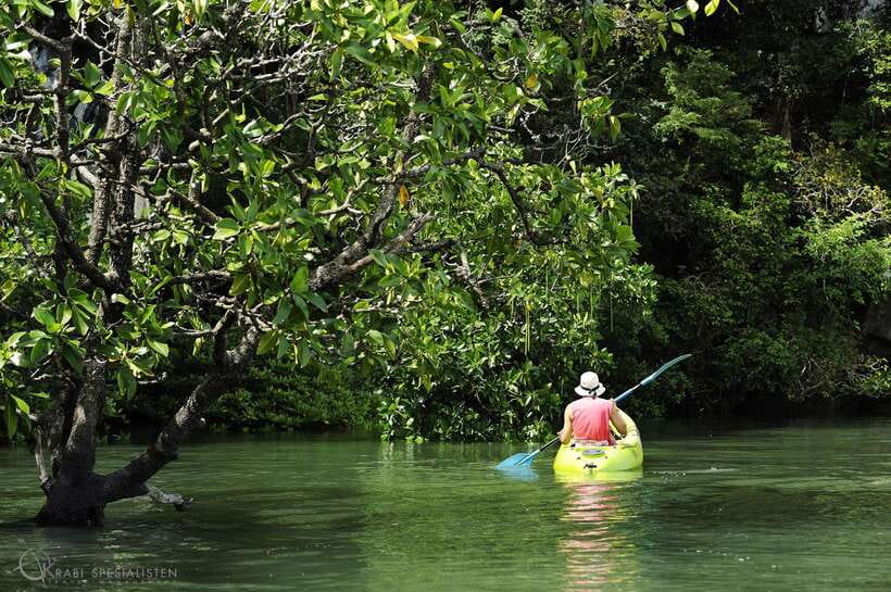 Ko Lanta: Half-Day Mangrove Kayaking Tour with Lunch - Key points to know before booking