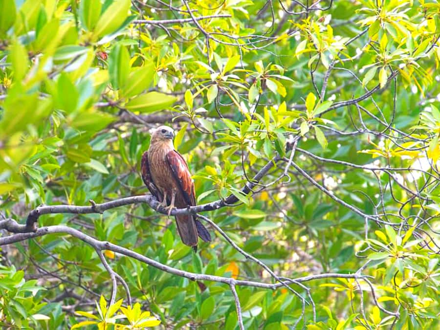 Ko Lanta: Mangrove Forest Boat Tour with Lunch or Dinner - Key points to know before booking