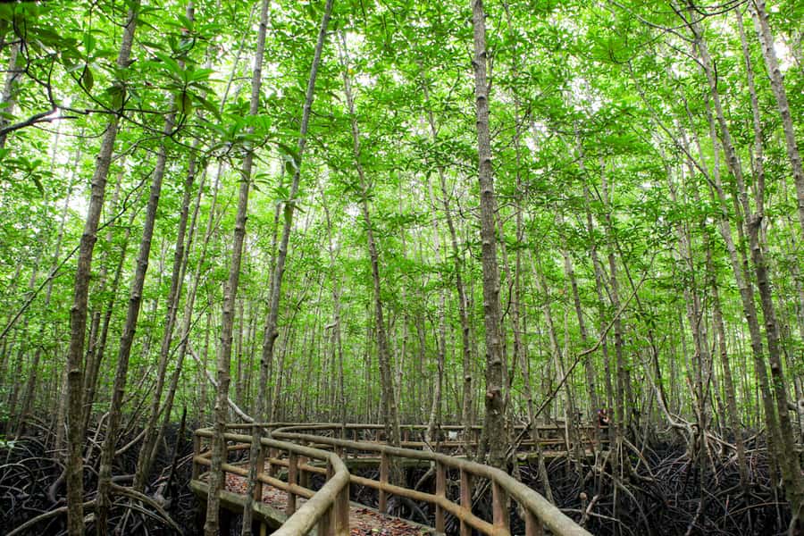 Ko Lanta: Mangrove Forest Boat Tour with Lunch or Dinner - Who should book this Ko Lanta boat tour?