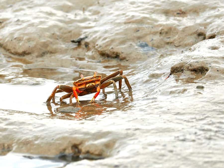 Ko Lanta: Mangrove Forest Boat Tour with Lunch or Dinner - Morning or afternoon: which departure is better?