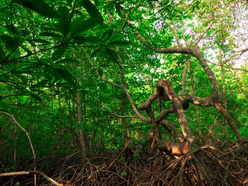 Ko Lanta: Mangrove Forest Kayak & Wildlife Adventure - Kayak or long-tail boat, which should you choose?