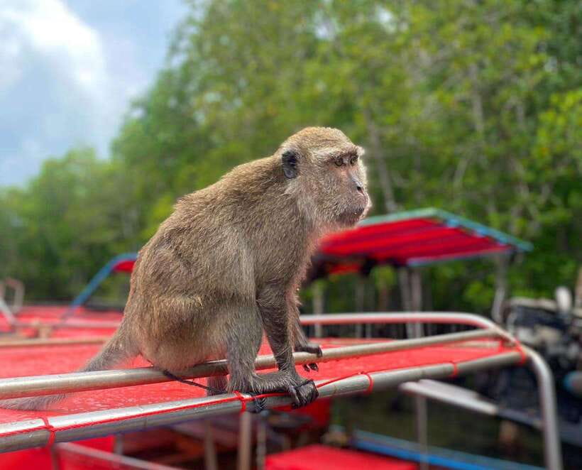 Ko Lanta: Mangrove Forest Kayak & Wildlife Adventure - Is $41 a fair price?