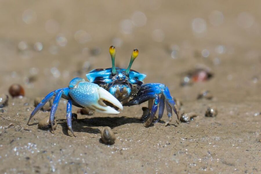 Ko Lanta: Mangrove Kayaking, Ko Talabeng, & Skull Island - Why this Ko Lanta tour feels different