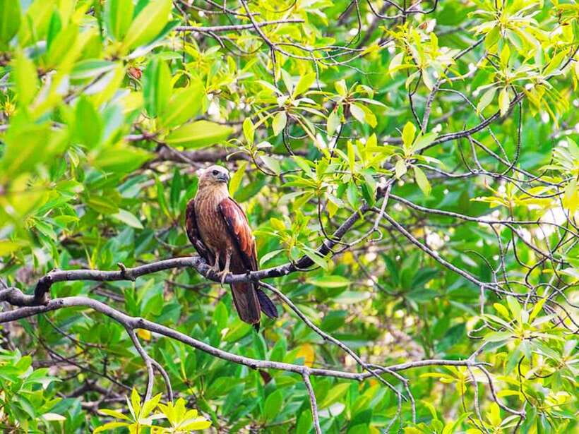 Ko Lanta: Mangrove Kayaking with Lunch and Hotel Transfer - Booking flexibility and practical details