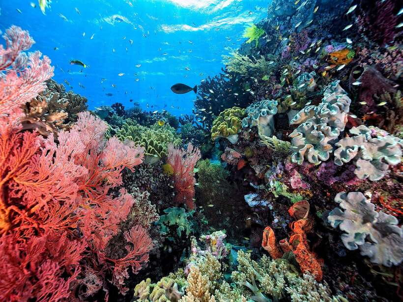 Ko Lanta: Snorkeling Adventure Tour to Koh Rok and Koh Haa - Koh Rok snorkeling: two water sessions, not one