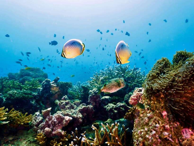 Ko Lanta: Snorkeling Adventure Tour to Koh Rok and Koh Haa - The return to Ko Lanta or Ao Nang