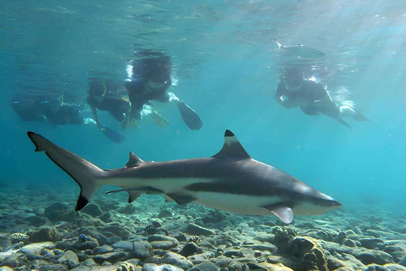 Ko Phi Phi Don: Speedboat Day Trip with Shark Snorkeling - Key points at a glance