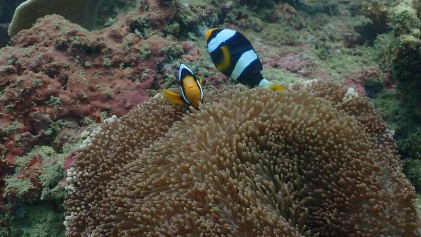 Ko Phi Phi Don: Speedboat Day Trip with Shark Snorkeling - The second snorkeling stop and the search for turtles