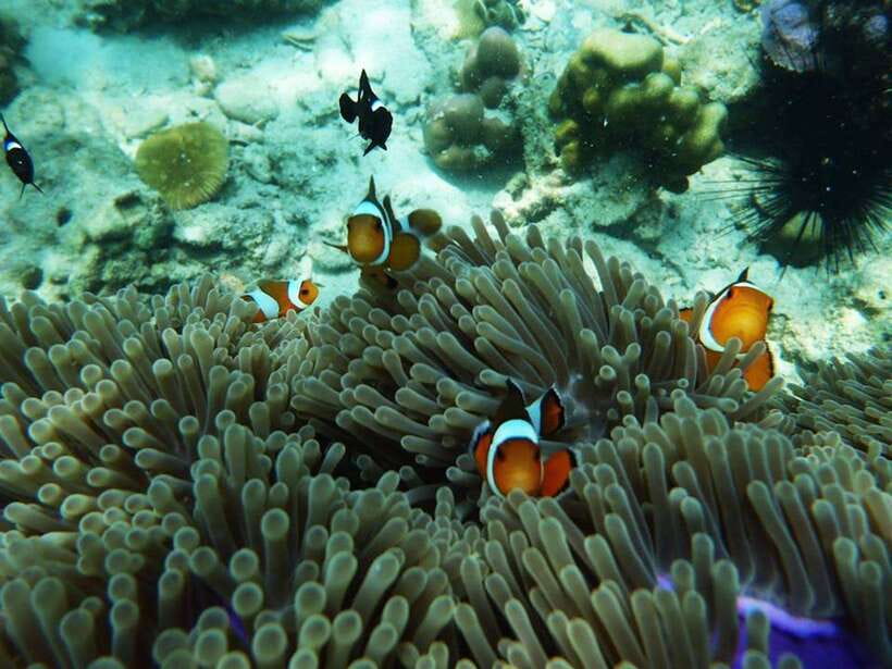 Koh Lanta: 4 Islands and Emerald Cave Snorkeling Trip - Who should book this island circuit