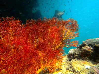 4 Islands and Emerald Cave Snorkeling Trip