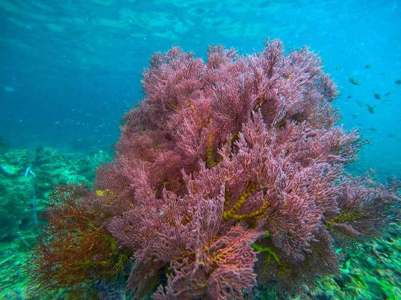 Koh Lanta: 4 Islands and Emerald Cave Snorkeling Trip - Koh Kradan gives you two hours to slow down