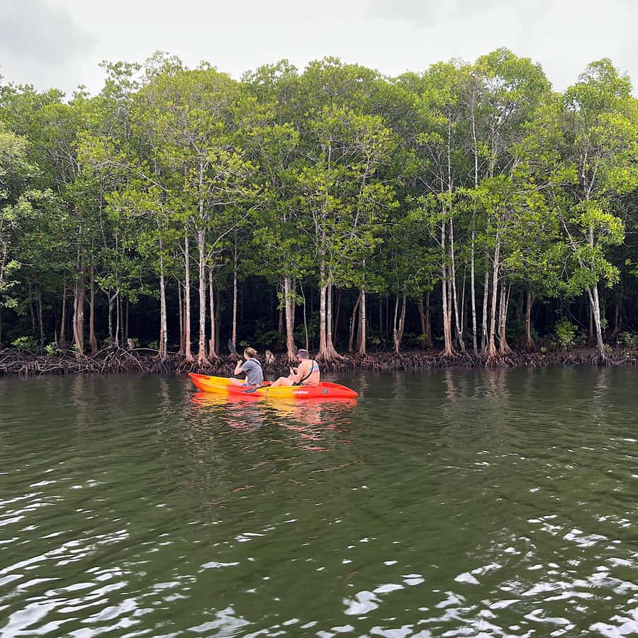 Koh Lanta: Amazon Mangrove Kayaking Tour With Lunch - Key points to know before you book