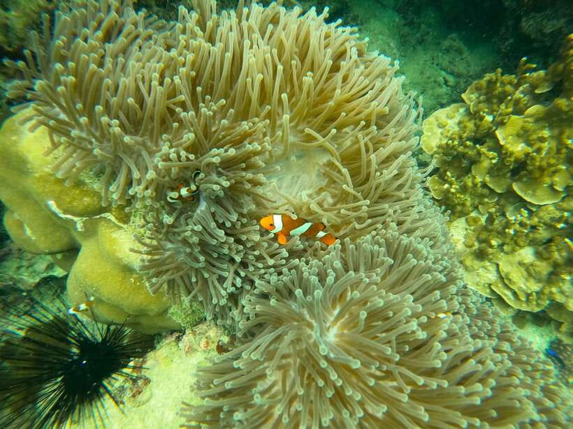 Koh Lanta: Phi Phi Islands Tour w/ Maya Bay, Snorkel & Lunch - Bamboo Island: the afternoon reward